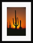 Sun Setting Behind Cacti by Anonymous