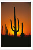 Sun Setting Behind Cacti by Anonymous