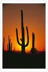 Sun Setting Behind Cacti by Anonymous