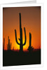 Sun Setting Behind Cacti by Anonymous