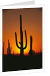 Sun Setting Behind Cacti by Anonymous