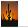 Sun Setting Behind Cacti by Anonymous