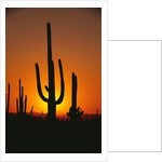 Sun Setting Behind Cacti by Anonymous
