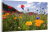 Wild Flowers in Meadow by Anonymous