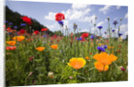 Wild Flowers in Meadow by Anonymous