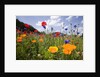 Wild Flowers in Meadow by Anonymous