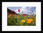 Wild Flowers in Meadow by Anonymous