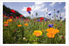 Wild Flowers in Meadow by Anonymous