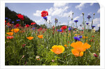 Wild Flowers in Meadow by Anonymous