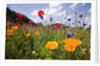 Wild Flowers in Meadow by Anonymous