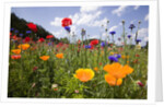 Wild Flowers in Meadow by Anonymous