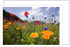 Wild Flowers in Meadow by Anonymous