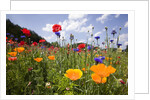 Wild Flowers in Meadow by Anonymous