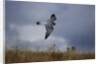 Peregrine Falcon in Flight by Anonymous