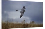 Peregrine Falcon in Flight by Anonymous