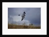 Peregrine Falcon in Flight by Anonymous