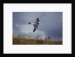 Peregrine Falcon in Flight by Anonymous
