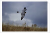 Peregrine Falcon in Flight by Anonymous
