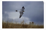 Peregrine Falcon in Flight by Anonymous