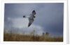 Peregrine Falcon in Flight by Anonymous