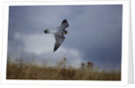 Peregrine Falcon in Flight by Anonymous