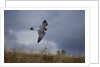 Peregrine Falcon in Flight by Anonymous