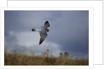 Peregrine Falcon in Flight by Anonymous