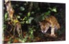 Jaguar in Rainforest by Anonymous