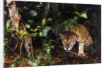 Jaguar in Rainforest by Anonymous