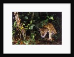 Jaguar in Rainforest by Anonymous