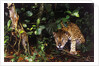 Jaguar in Rainforest by Anonymous