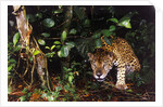 Jaguar in Rainforest by Anonymous