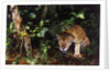 Jaguar in Rainforest by Anonymous