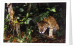 Jaguar in Rainforest by Anonymous