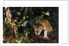 Jaguar in Rainforest by Anonymous