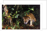 Jaguar in Rainforest by Anonymous