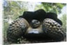 300 Pound Wild Galapagos Tortoise by Anonymous