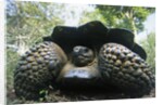 300 Pound Wild Galapagos Tortoise by Anonymous
