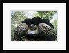 300 Pound Wild Galapagos Tortoise by Anonymous