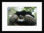 300 Pound Wild Galapagos Tortoise by Anonymous