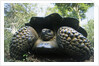 300 Pound Wild Galapagos Tortoise by Anonymous