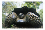 300 Pound Wild Galapagos Tortoise by Anonymous