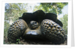 300 Pound Wild Galapagos Tortoise by Anonymous