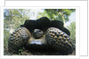 300 Pound Wild Galapagos Tortoise by Anonymous