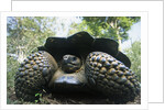 300 Pound Wild Galapagos Tortoise by Anonymous