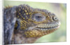 Close-up of Land Iguana by Anonymous