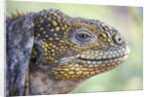Close-up of Land Iguana by Anonymous