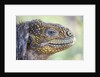 Close-up of Land Iguana by Anonymous