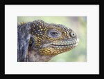 Close-up of Land Iguana by Anonymous