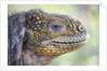 Close-up of Land Iguana by Anonymous